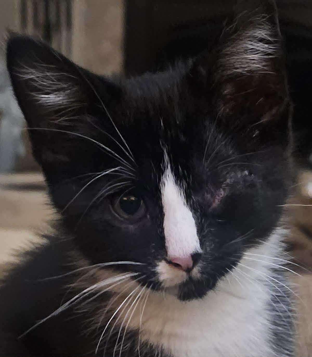 Starr, a Adoptable Domestic Short Hair in Dalzell, IL image 2/3