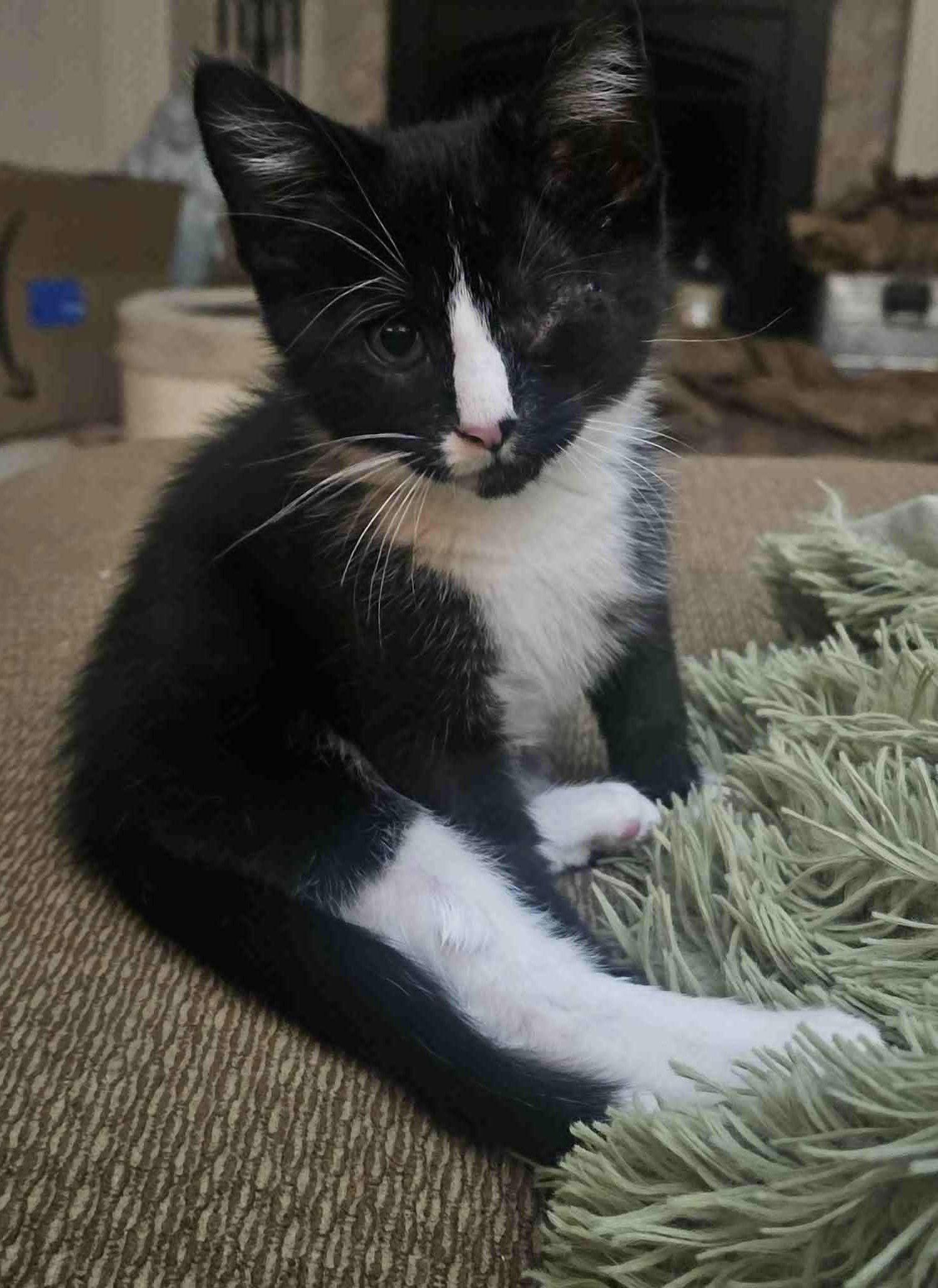 Starr, a Adoptable Domestic Short Hair in Dalzell, IL image 3/3