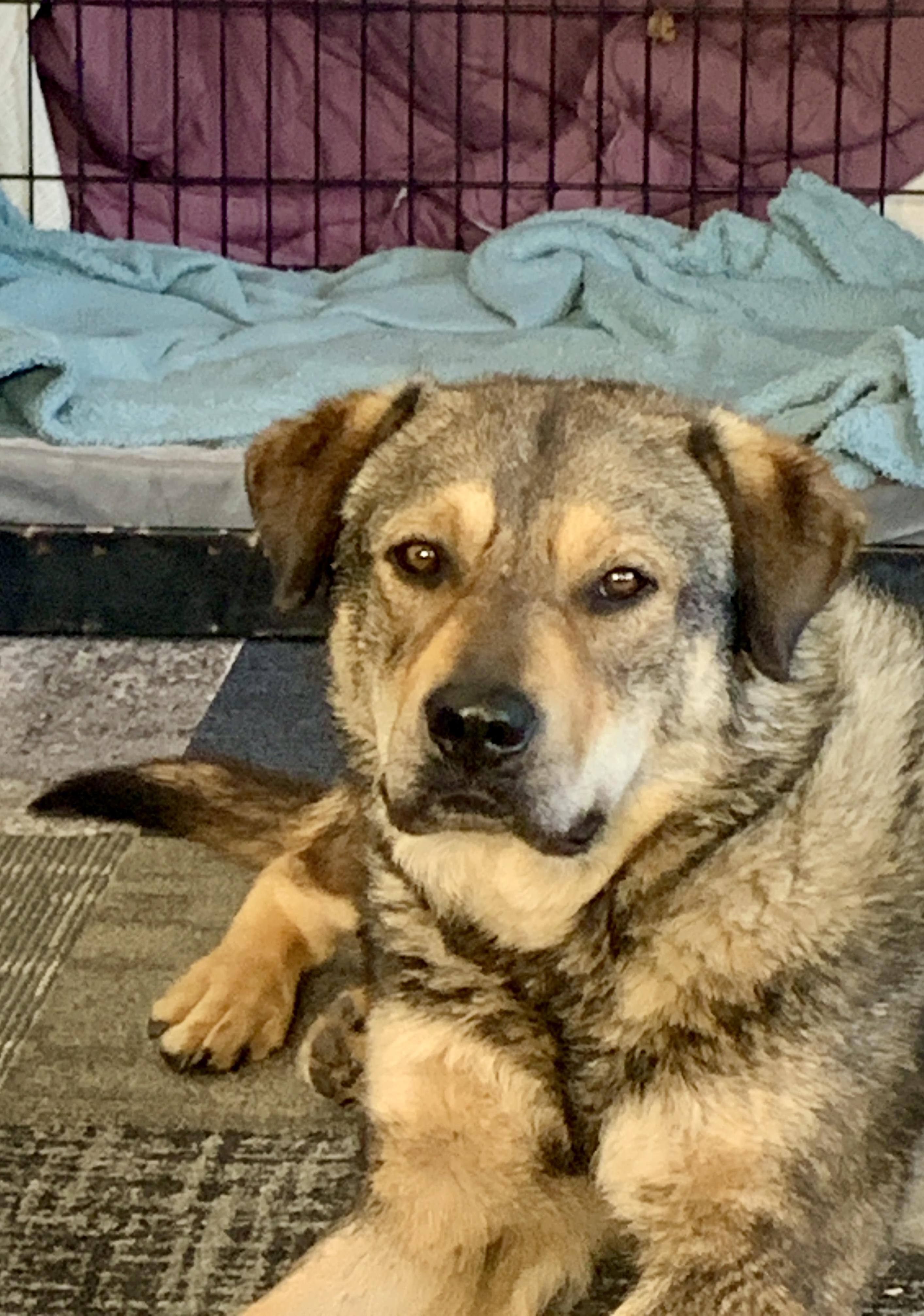 Prince, Adoptable, Adult Male German Shepherd Dog & Labrador Retriever.