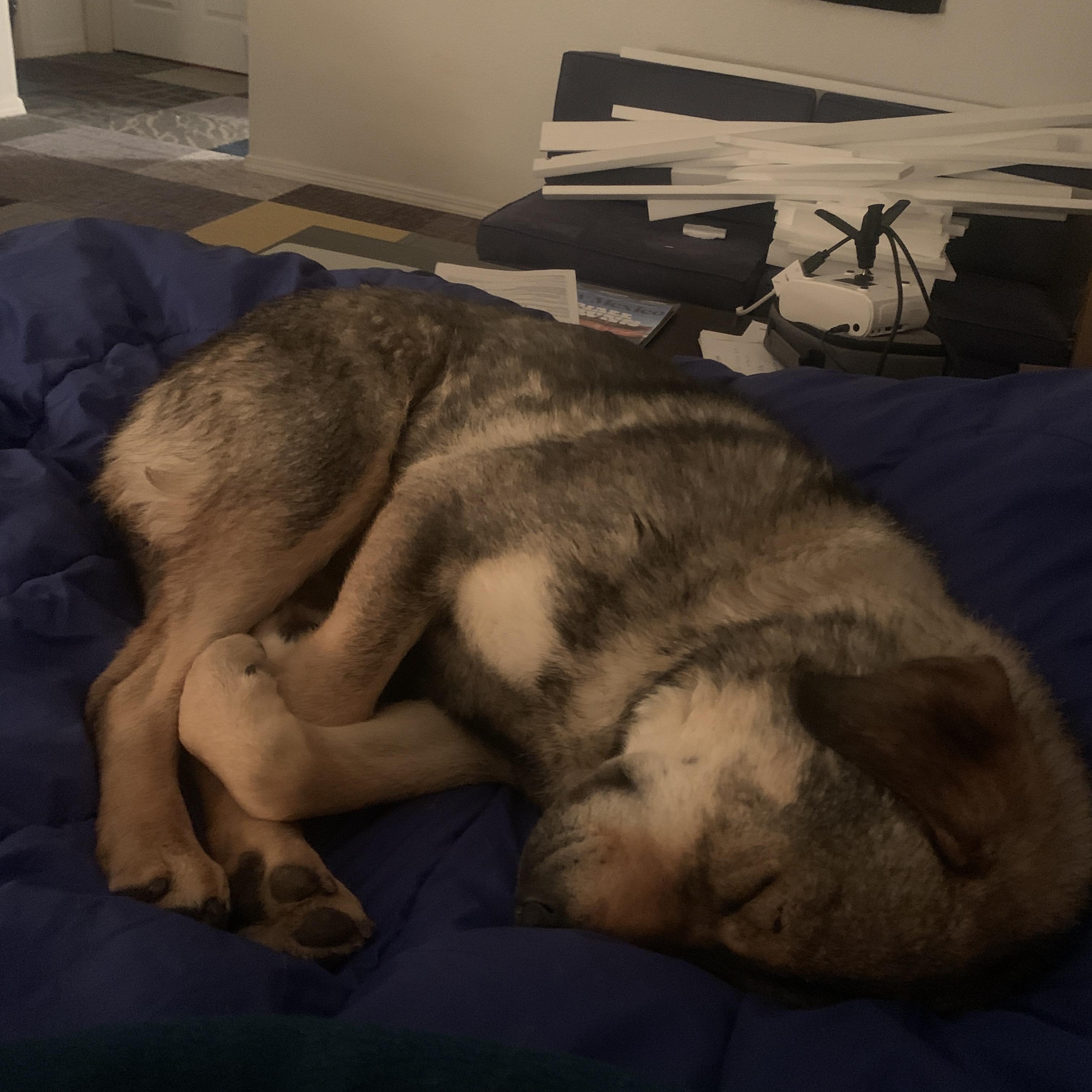 Enlarge Prince, a Adoptable mixed breed in Durango, CO image 2/5