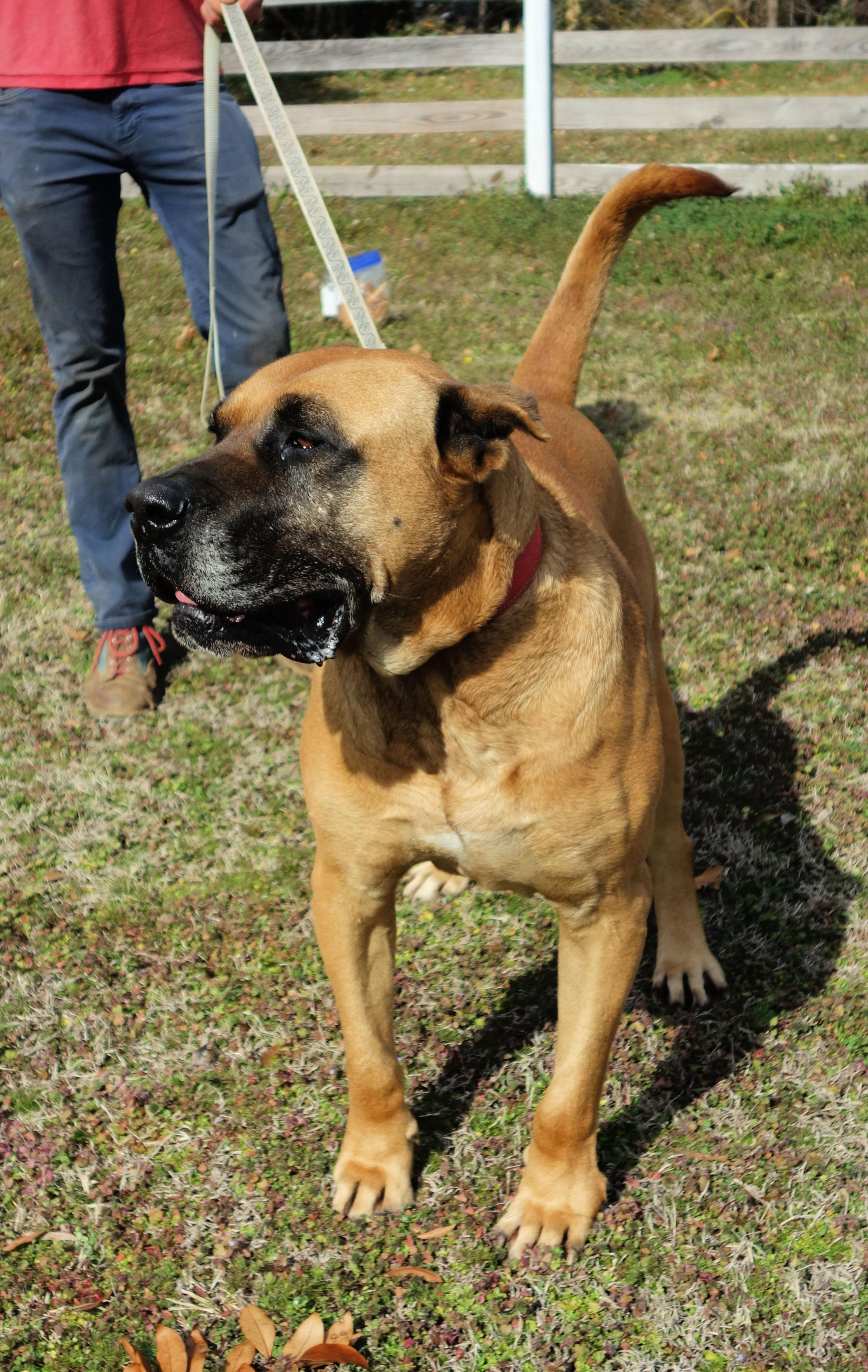 Tate, a Adoptable mixed breed in Norwood, GA image 6/6