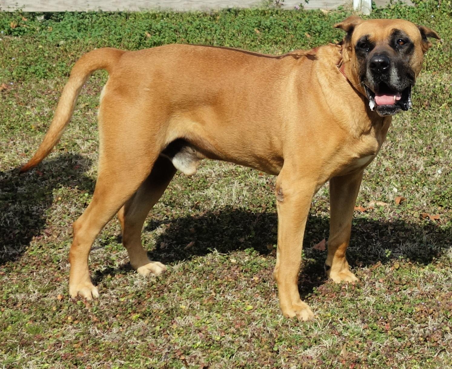 Tate, a Adoptable mixed breed in Norwood, GA image 3/6
