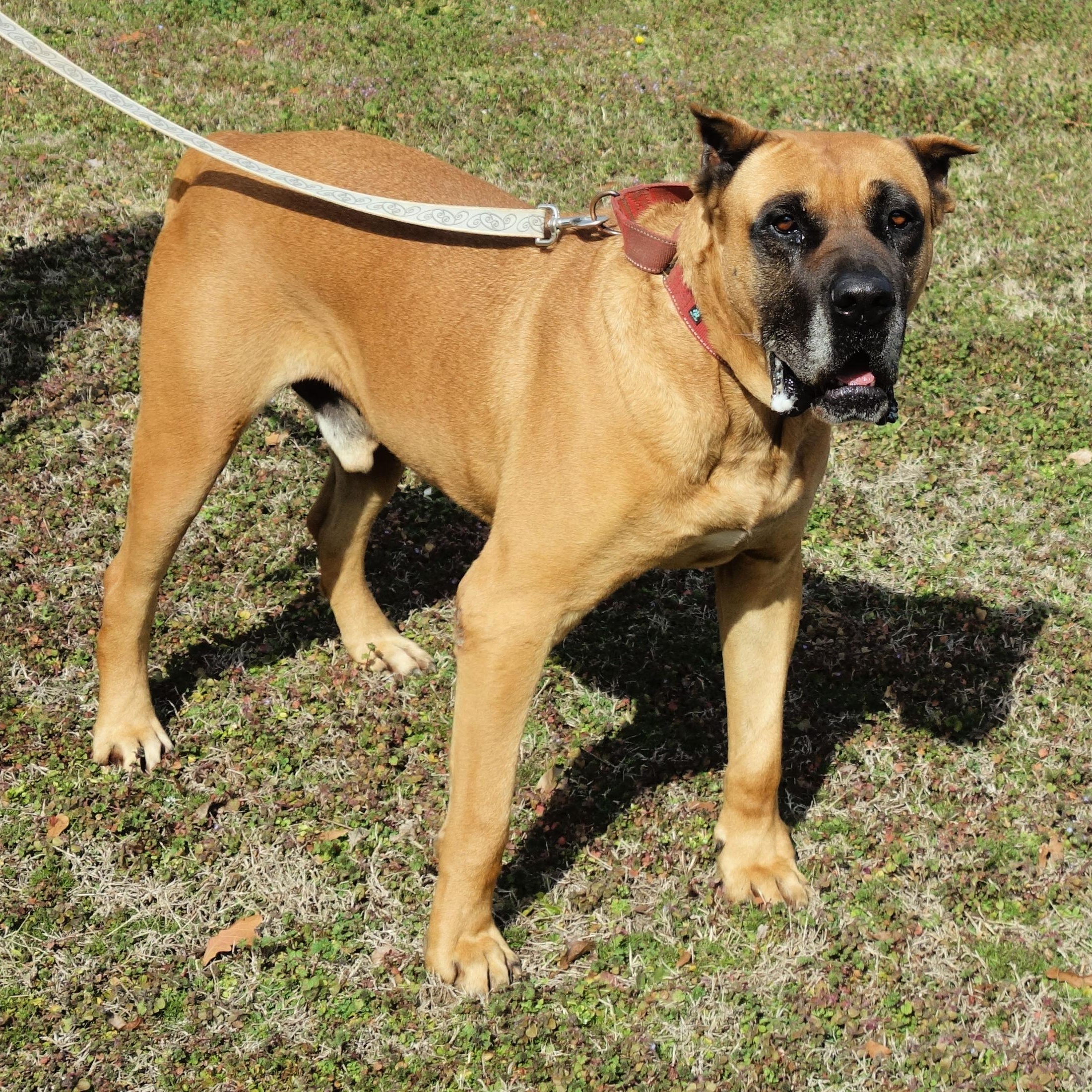 Tate, a Adoptable mixed breed in Norwood, GA image 1/6