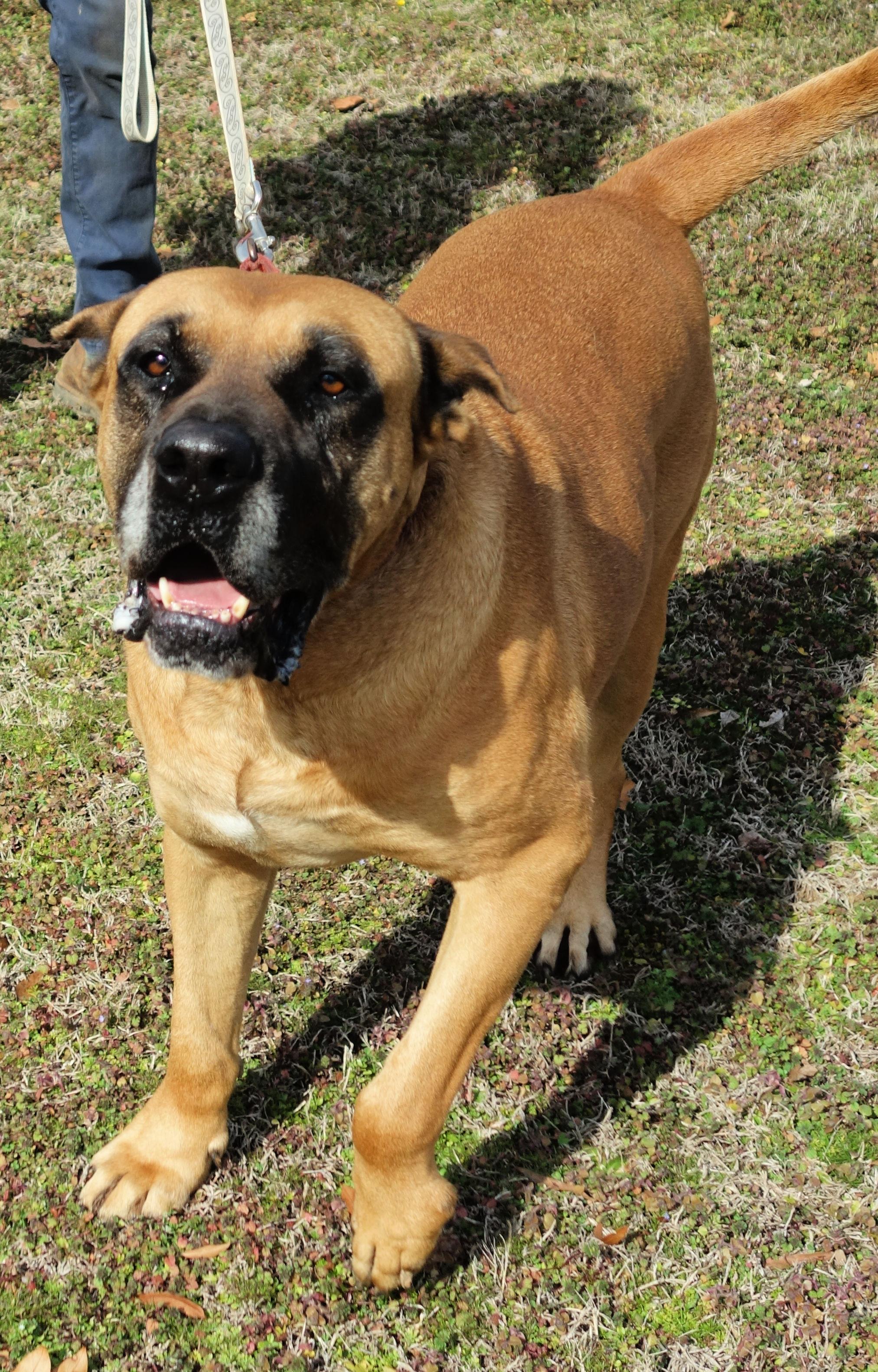 Tate, a Adoptable mixed breed in Norwood, GA image 2/6
