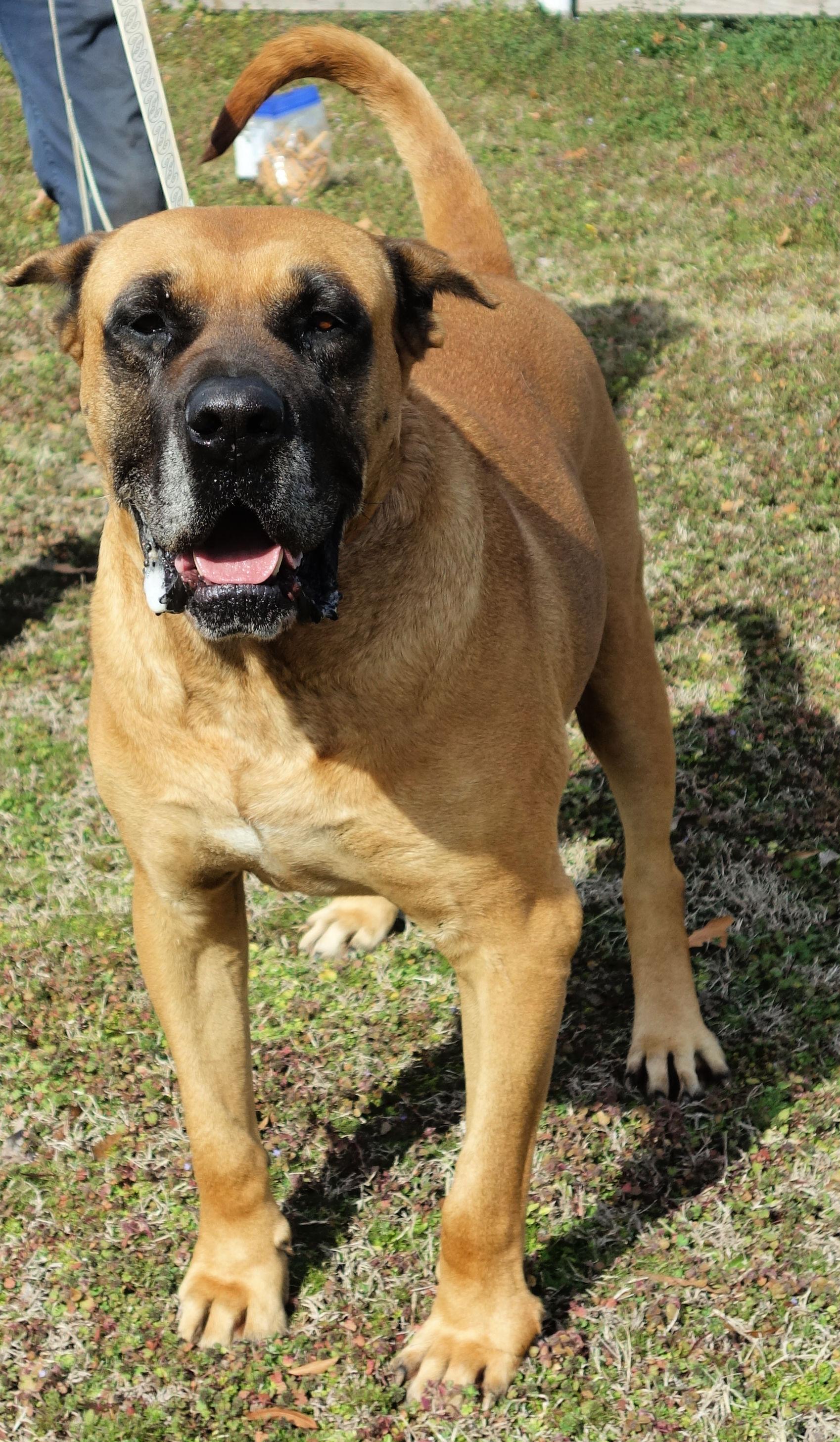 Tate, a Adoptable mixed breed in Norwood, GA image 4/6