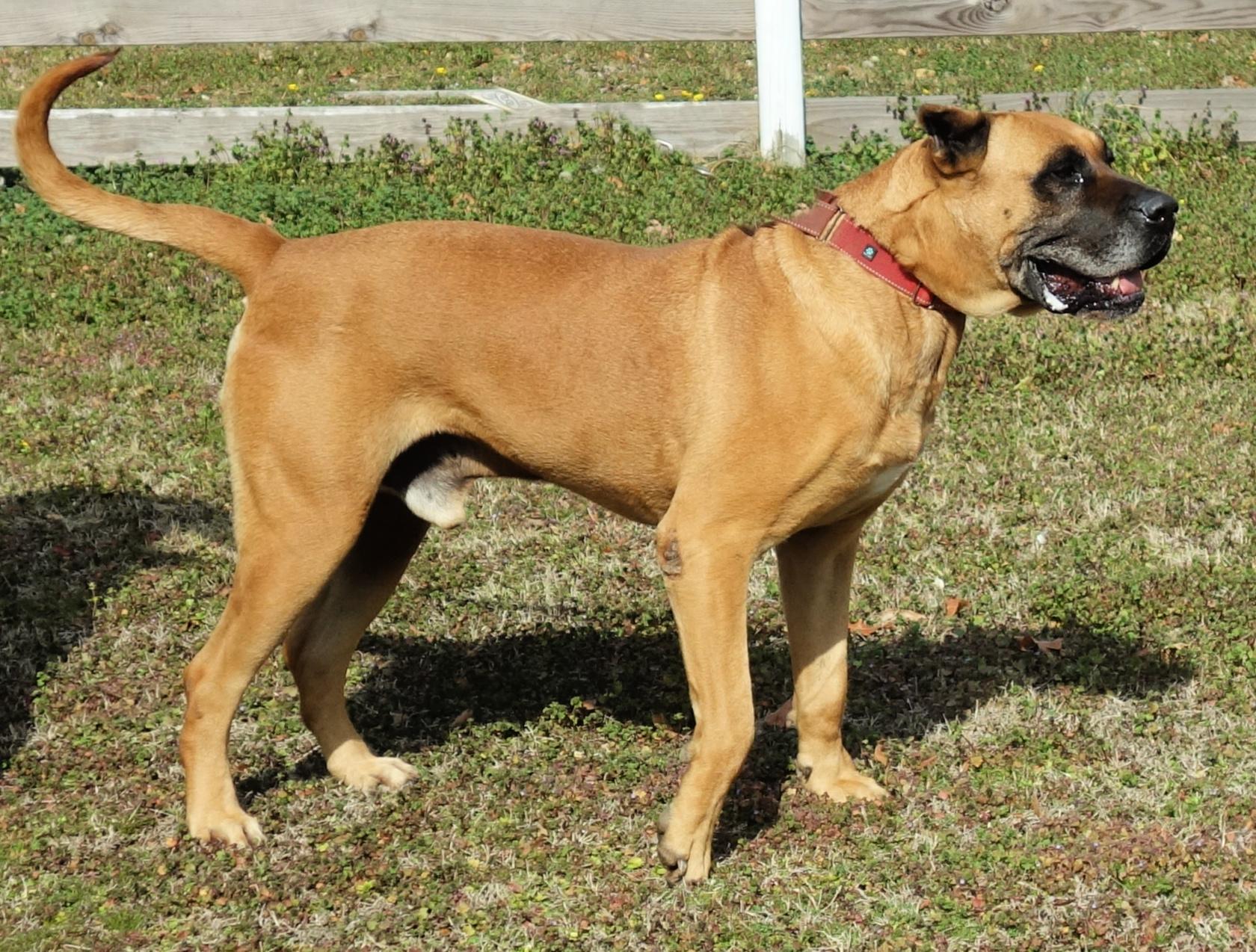Tate, a Adoptable mixed breed in Norwood, GA image 5/6