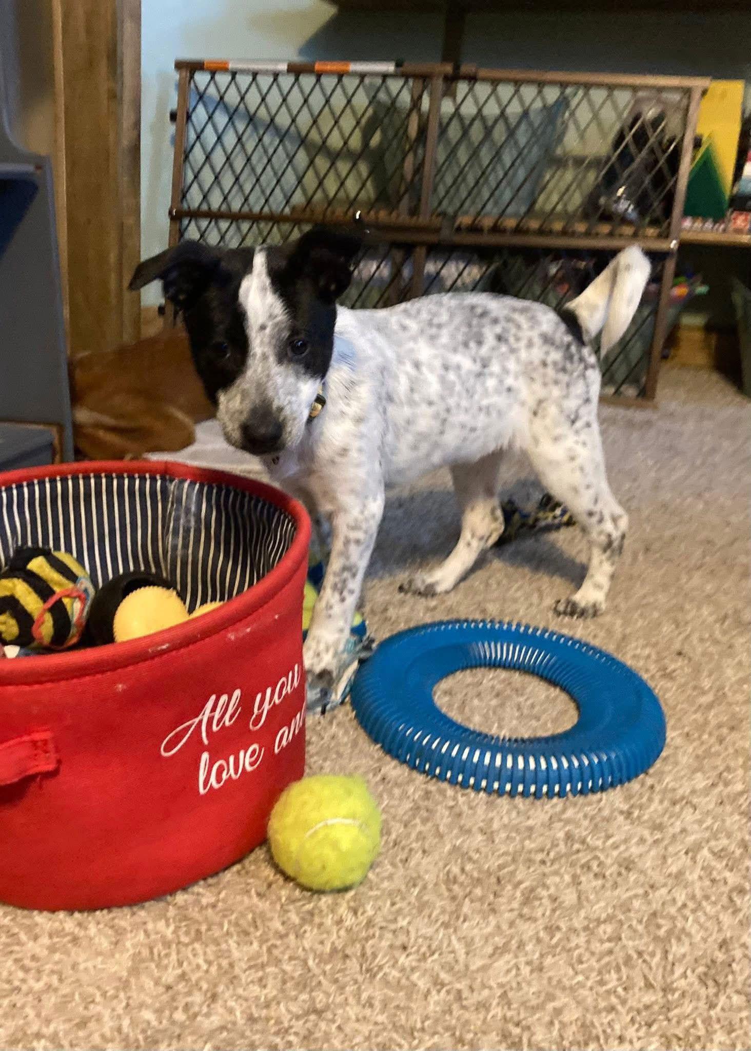 Enlarge Dasher, a Adoptable Mixed Breed in New London, WI image 1/3