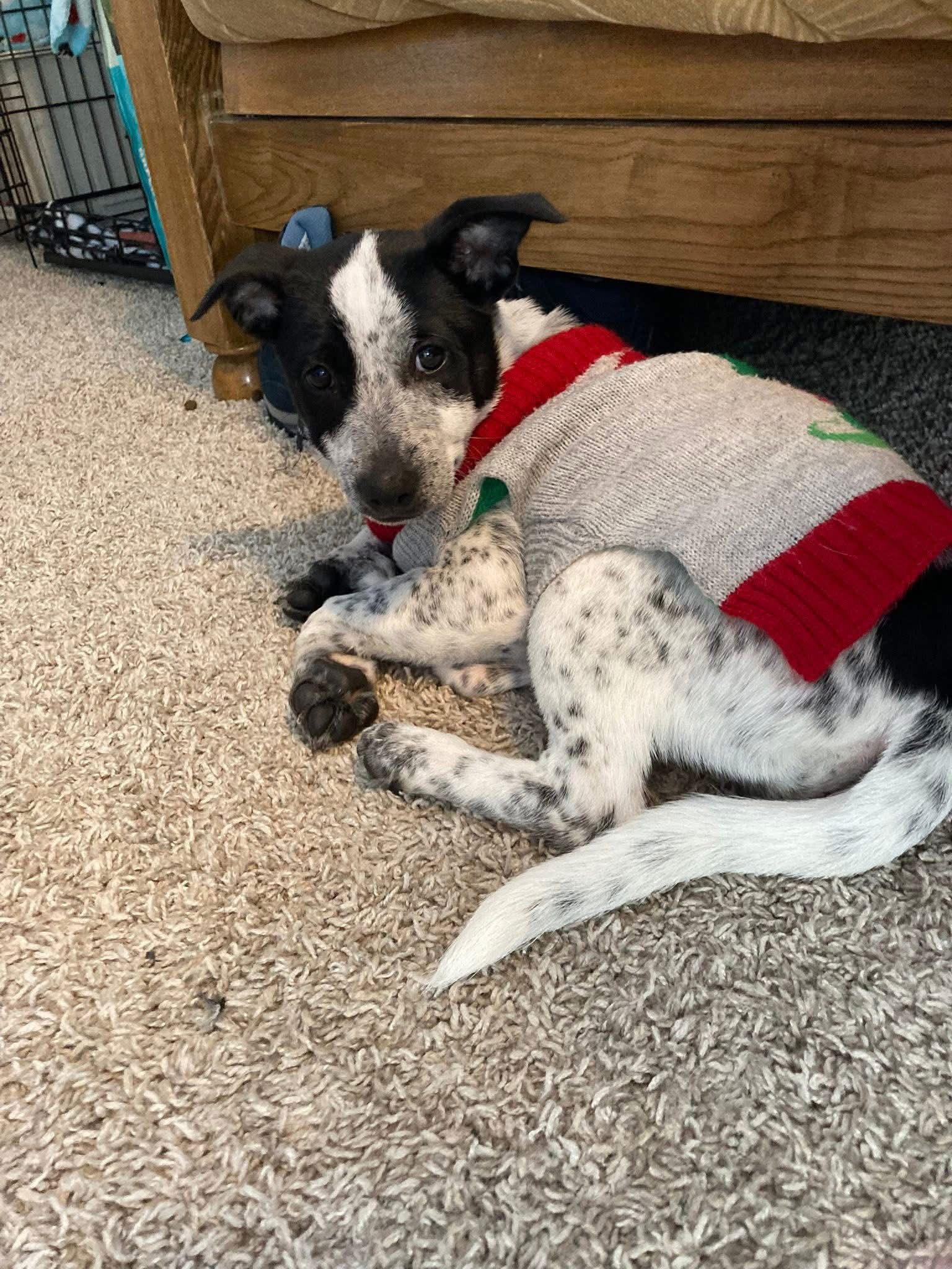 Enlarge Dasher, a Adoptable Mixed Breed in New London, WI image 2/3