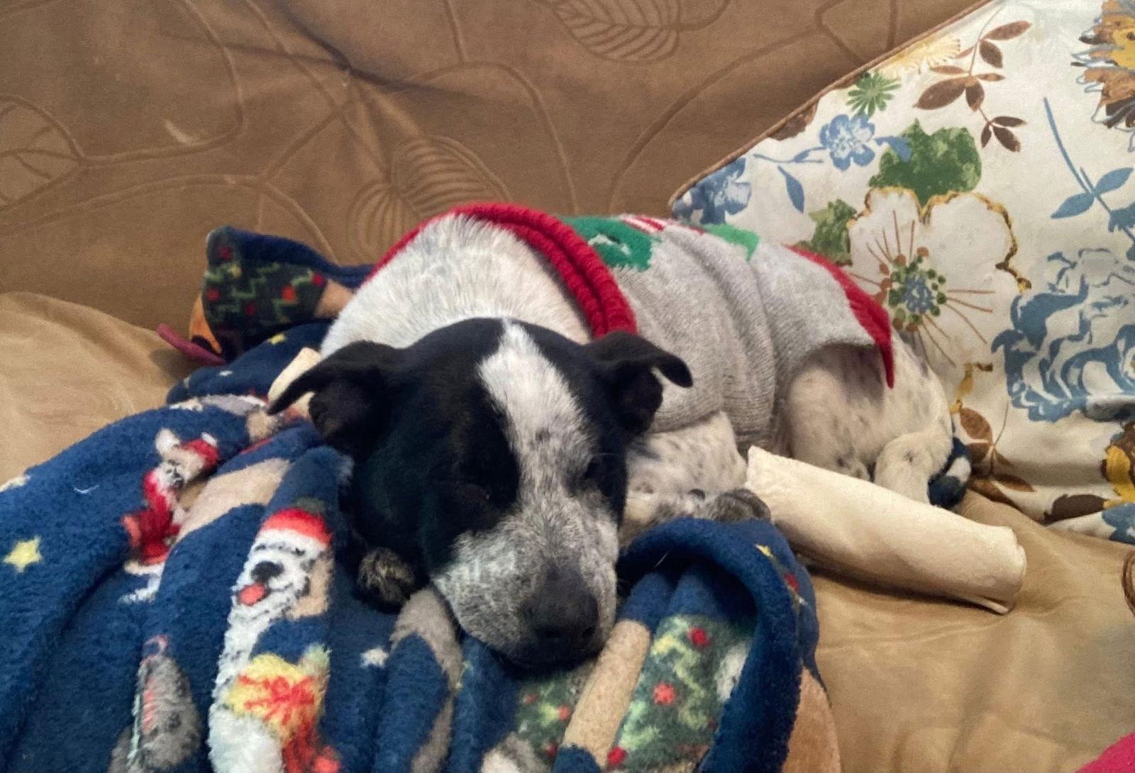 Enlarge Dasher, a Adoptable Mixed Breed in New London, WI image 3/3