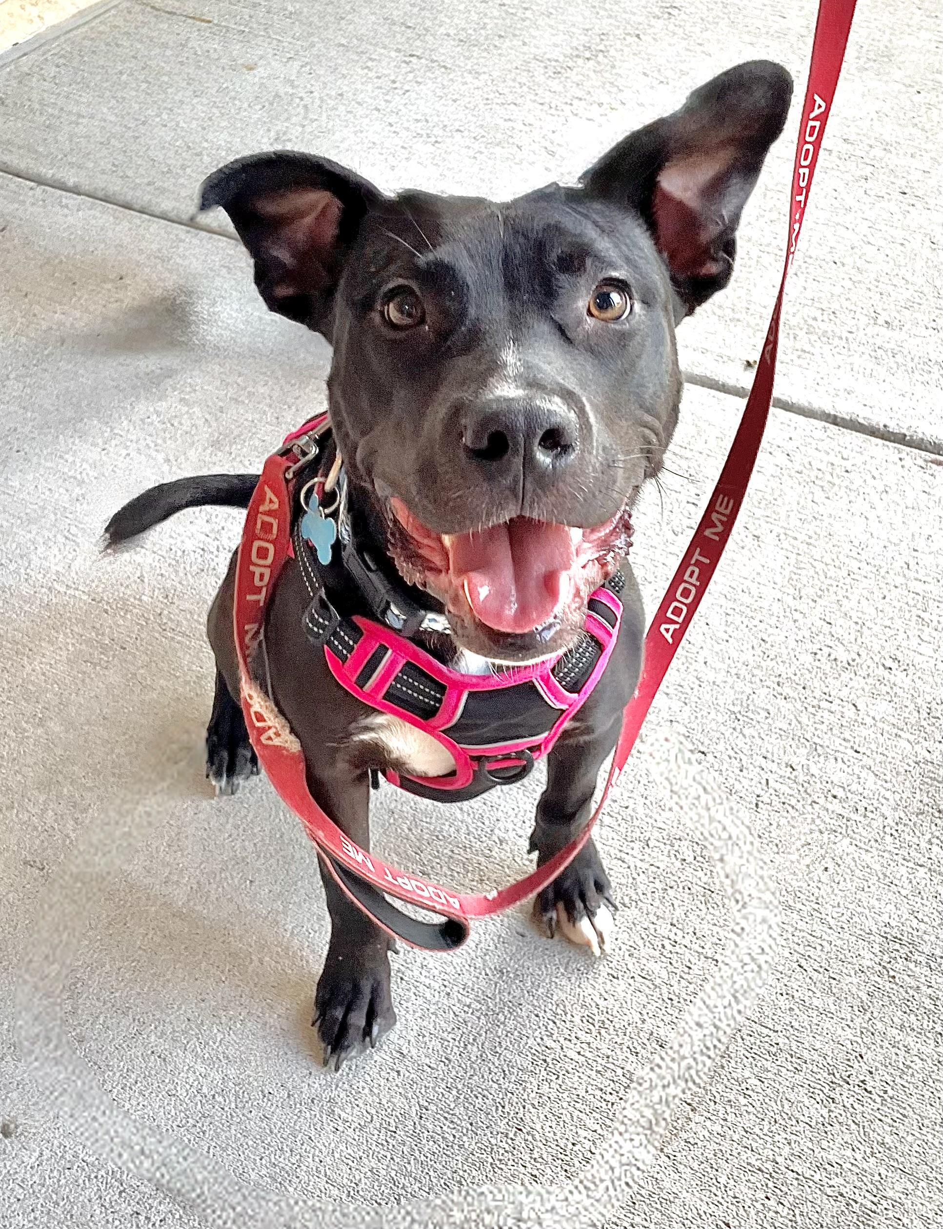 Poppy, a Adoptable mixed breed in Memphis, TN image 2/3