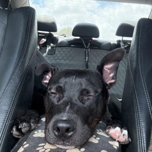 Poppy, a Adoptable mixed breed in Memphis, TN image 3/3