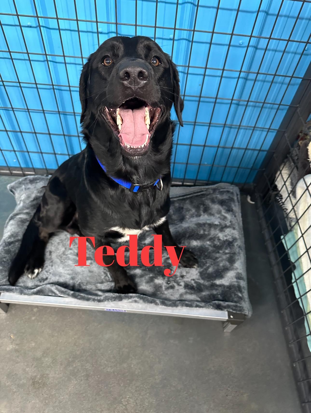 Enlarge TEDDY, a Adopted mixed breed in Baudette, MN image 1/1