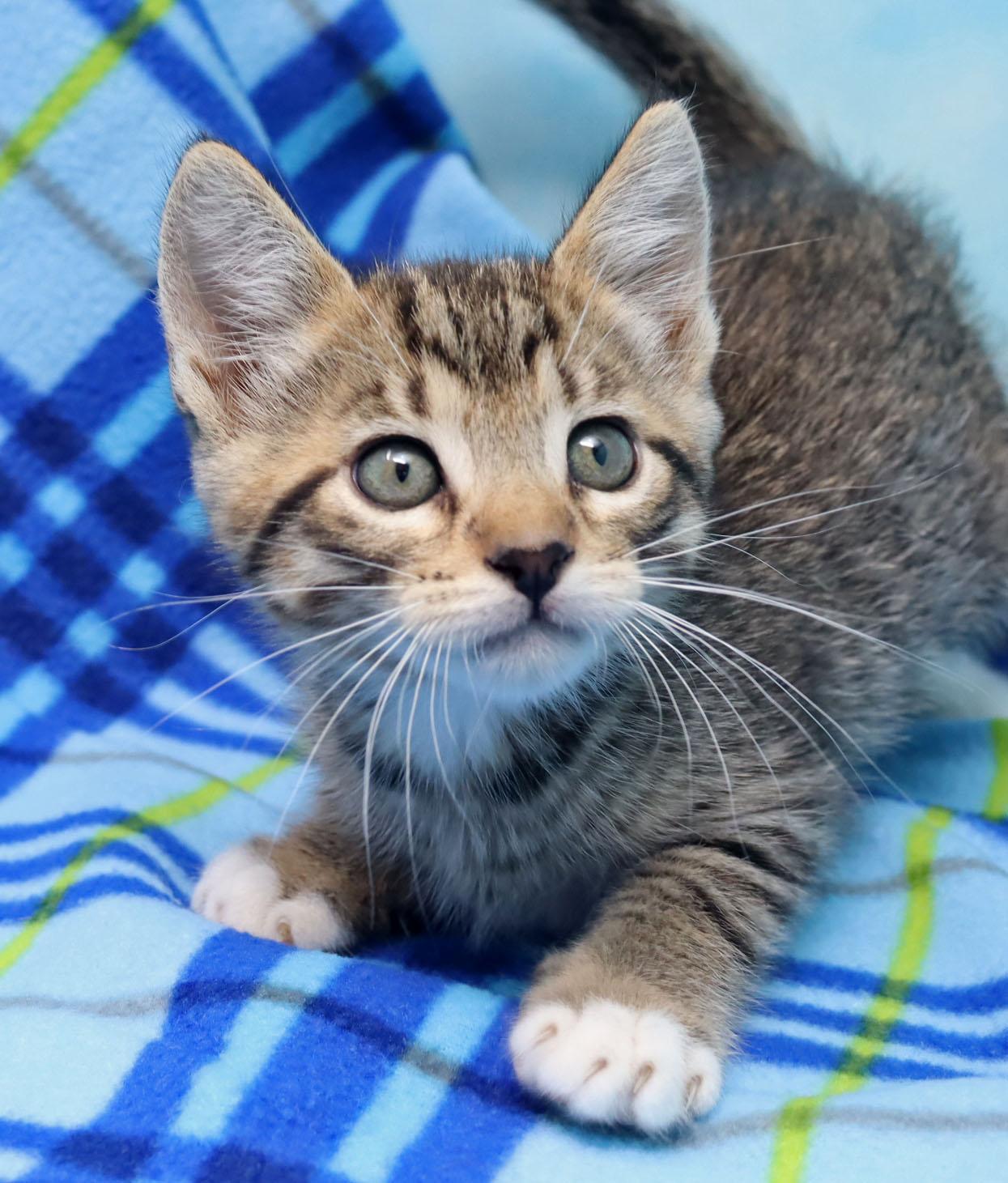 Manilow, ADOPTABLE, Kitten Male Domestic Short Hair.