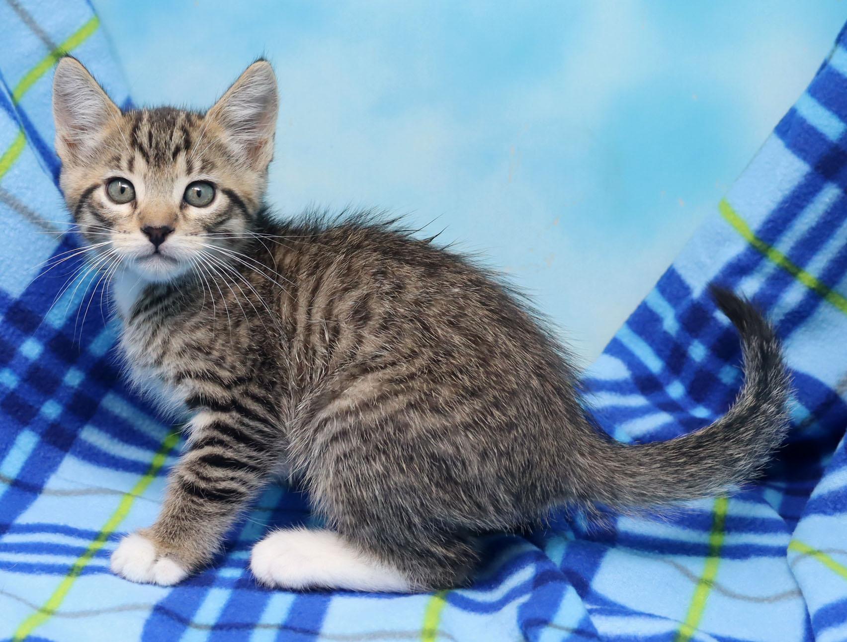 Manilow, a ADOPTABLE Domestic Short Hair in Tierra Verde, FL image 3/3