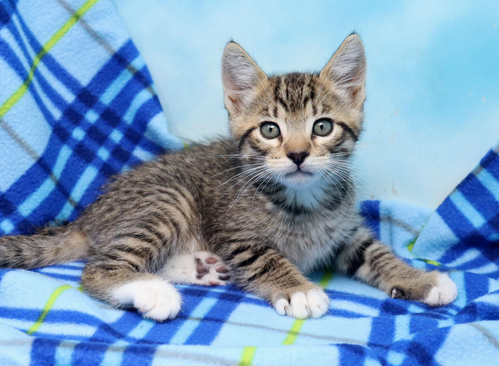 Manilow, a ADOPTABLE Domestic Short Hair in Tierra Verde, FL image 2/3