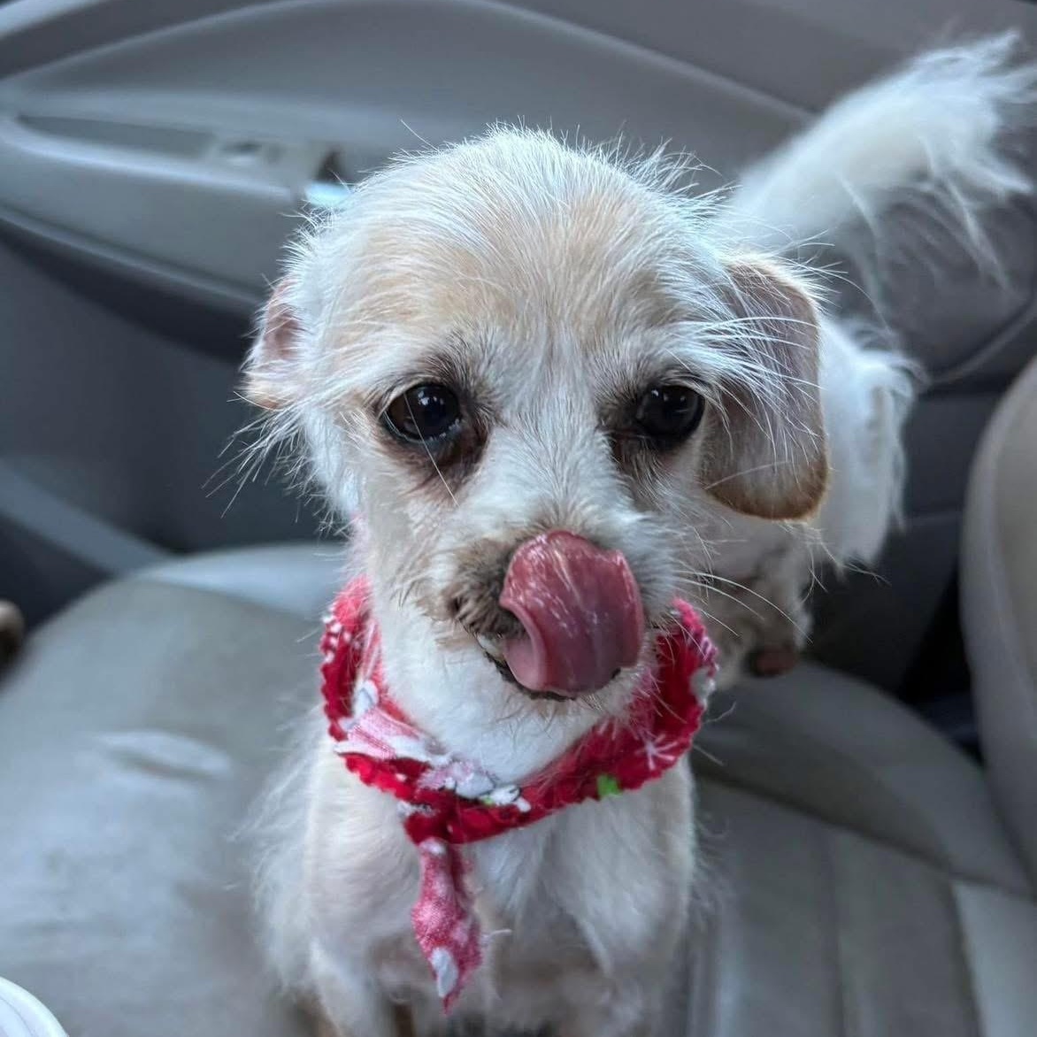 Brody, a ADOPTABLE mixed breed in Lubbock, TX image 3/3