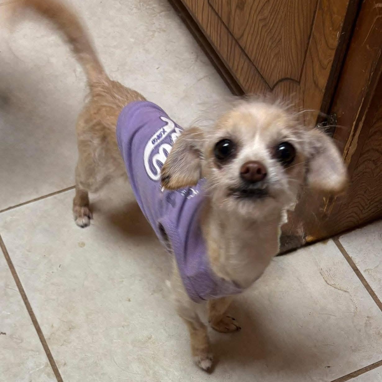 Brody, a ADOPTABLE mixed breed in Lubbock, TX image 2/3