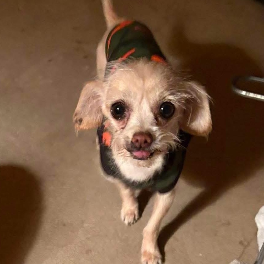 Brody, ADOPTABLE, Adult Male Chihuahua & Shih Tzu.