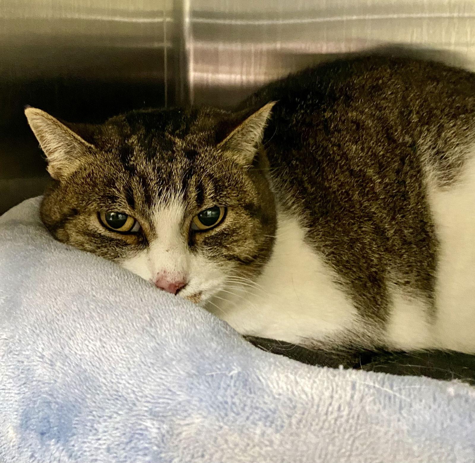 Pearl, Adoptable, Adult Female Domestic Short Hair.