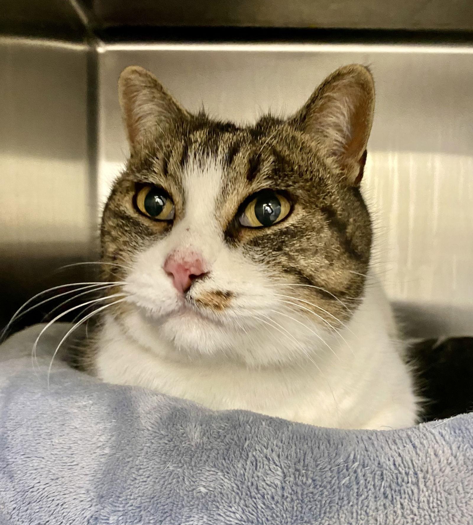 Pearl, a Adoptable Domestic Short Hair in Fargo, ND image 2/2