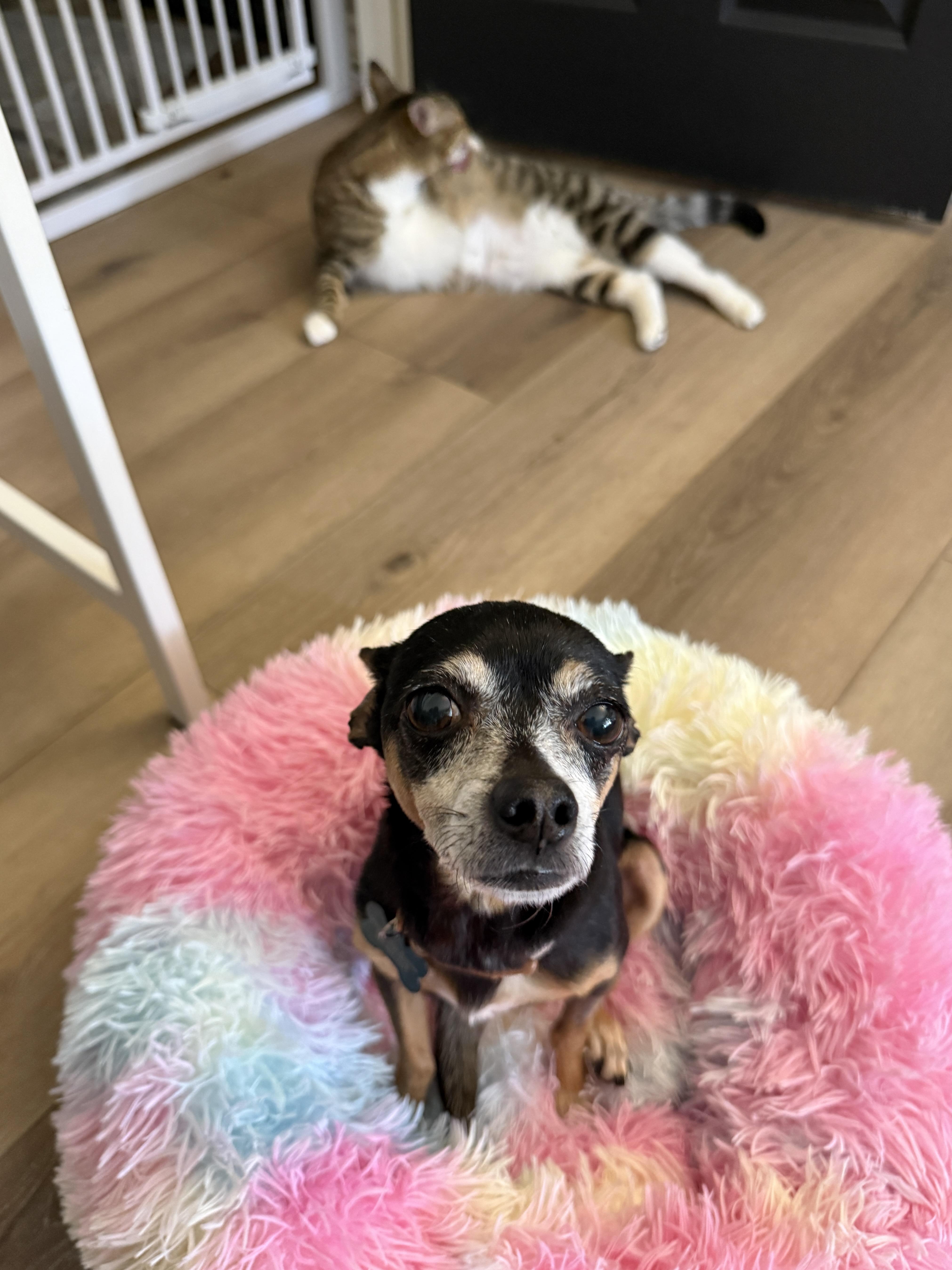 Rosalie is Available at Maison Sûre, a ADOPTABLE Chihuahua in Sherman Oaks, CA image 2/6