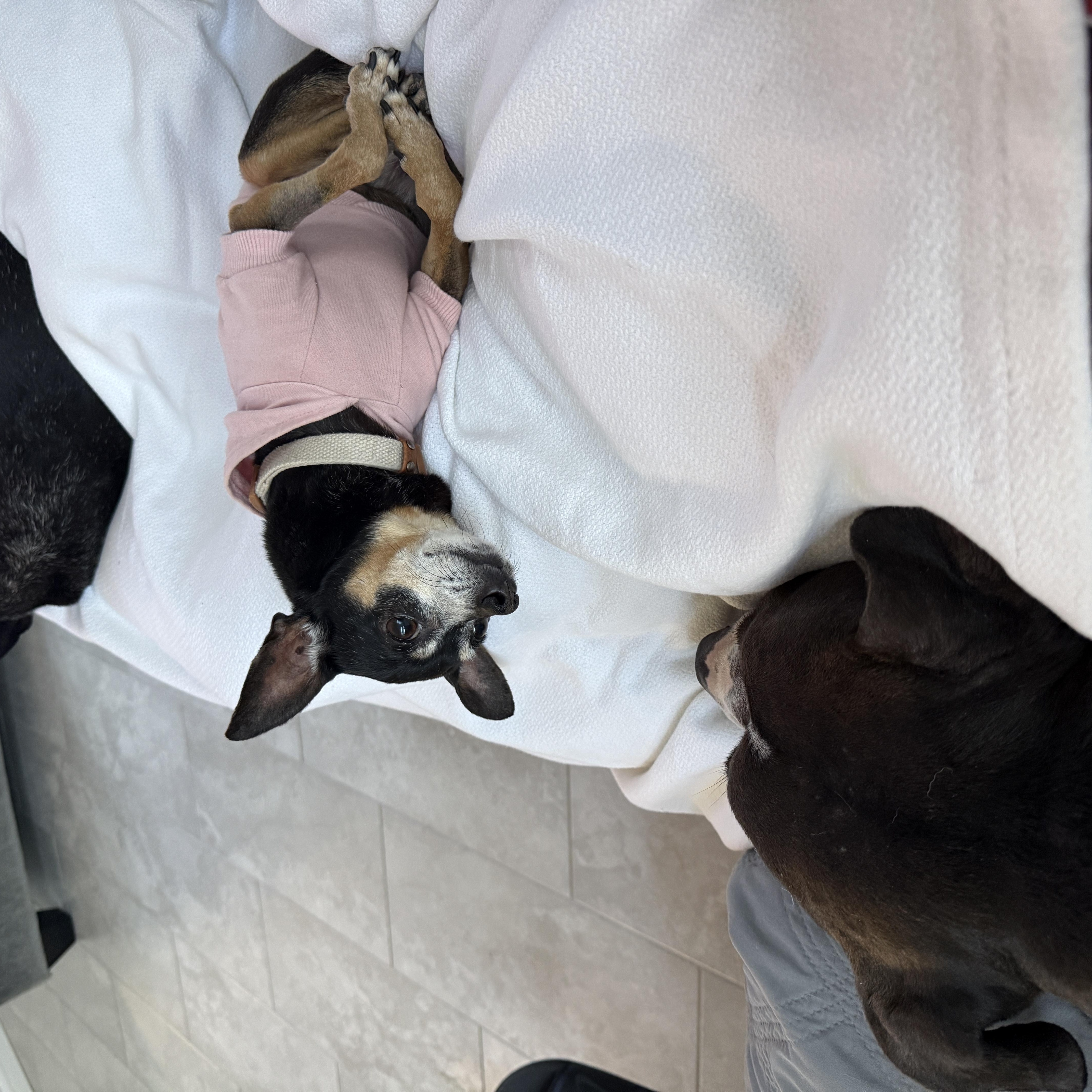 Rosalie is Available at Maison Sûre, a ADOPTABLE Chihuahua in Sherman Oaks, CA image 3/6