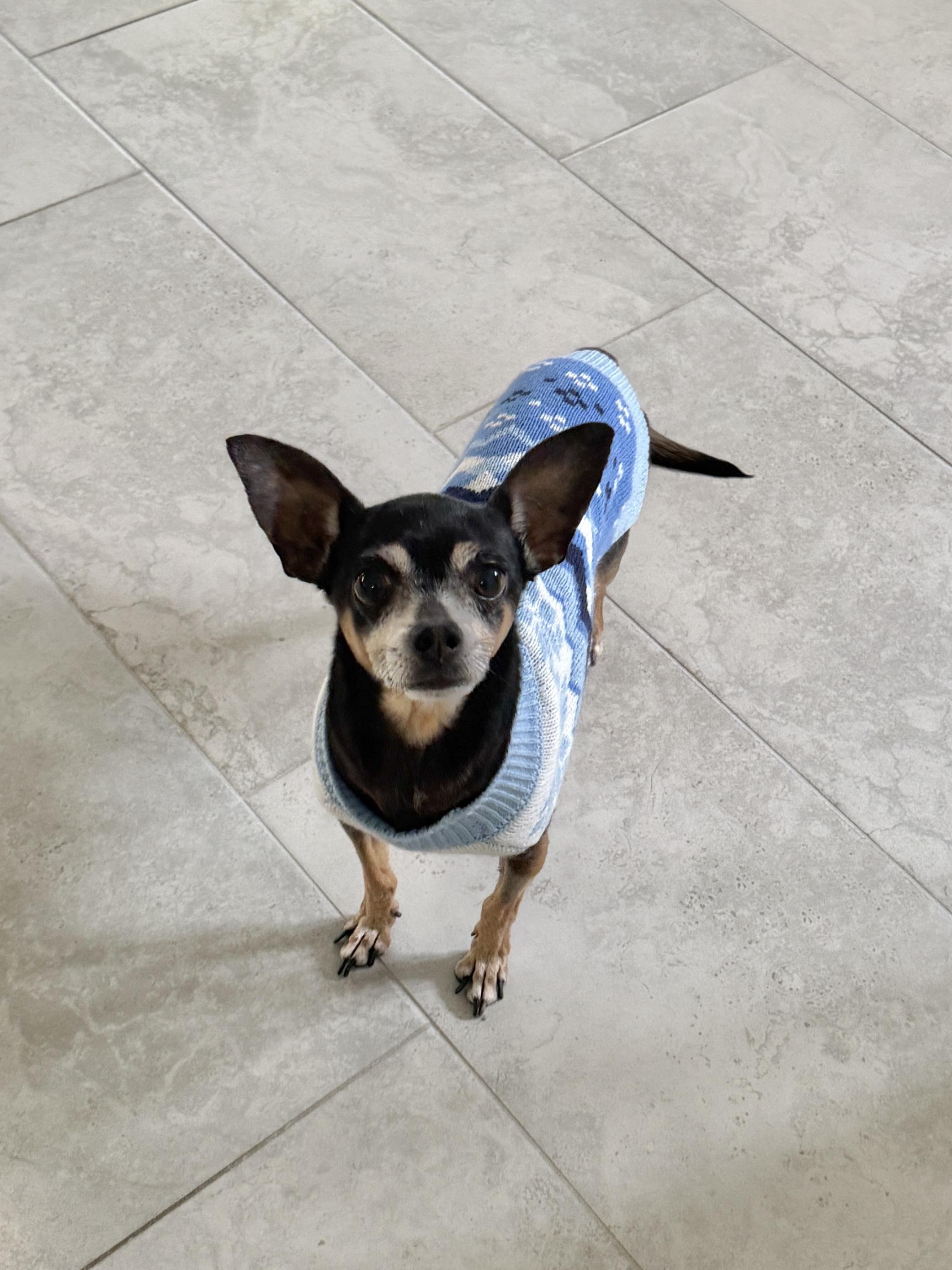 Rosalie is Available at Maison Sûre, ADOPTABLE, Senior Female Chihuahua.