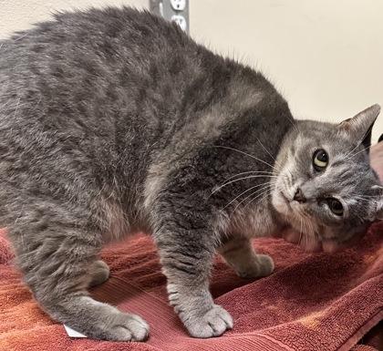 Ramona, an adoptable Domestic Short Hair in Redmond, OR, 97756 | Photo Image 1