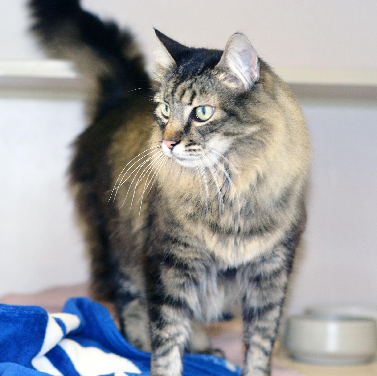 KING RICHARD, adopted, Adult Male Tabby.