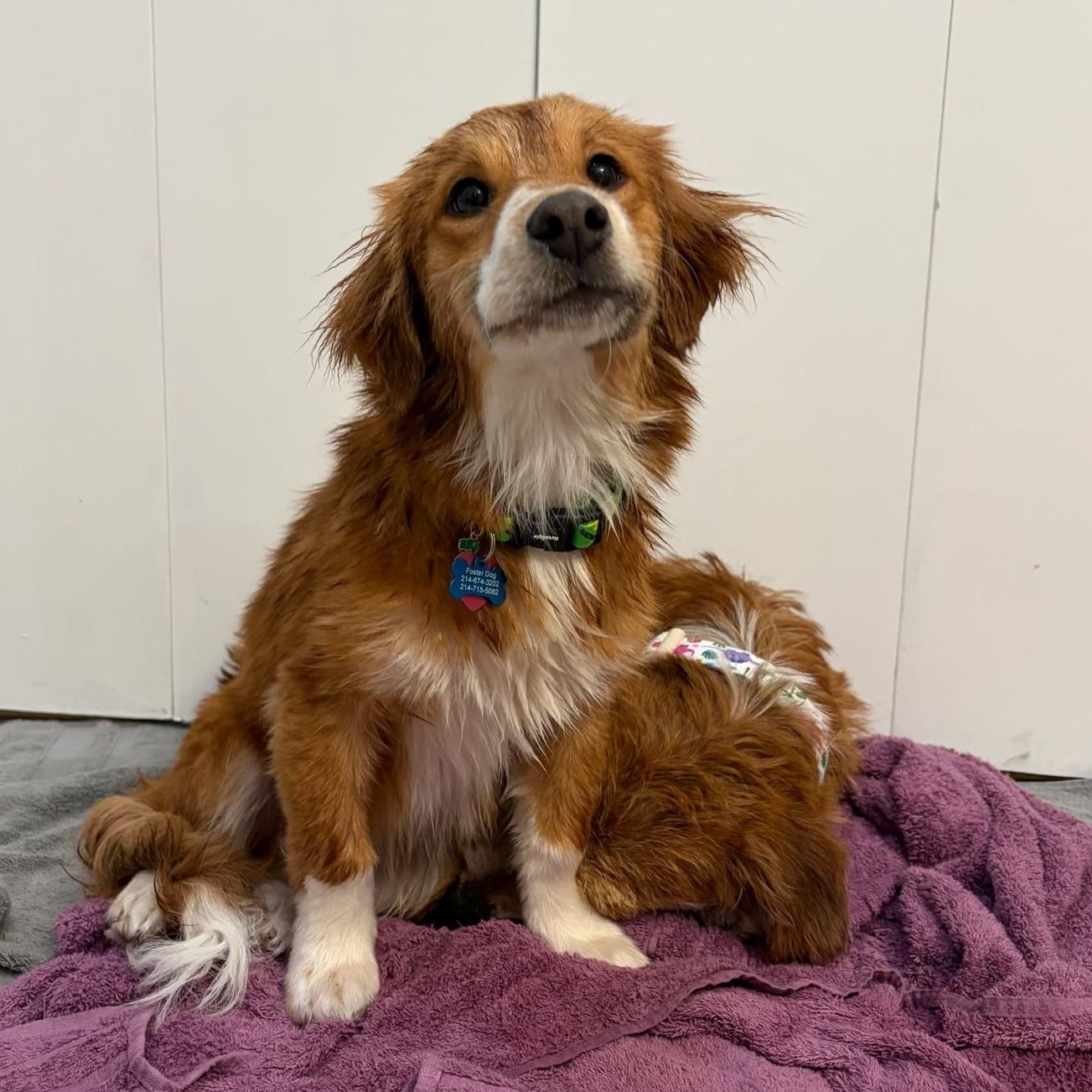 Enzo , adopted, Puppy Male Dachshund.