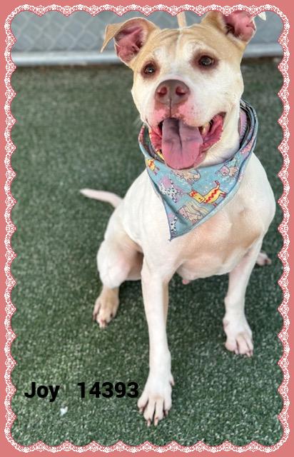 JOY, Adoptable, Adult Female Pit Bull Terrier.
