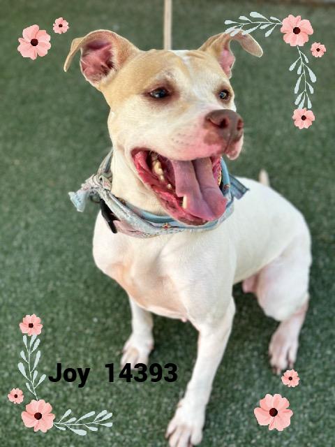 JOY, a Adoptable mixed breed in Marietta, GA image 3/4