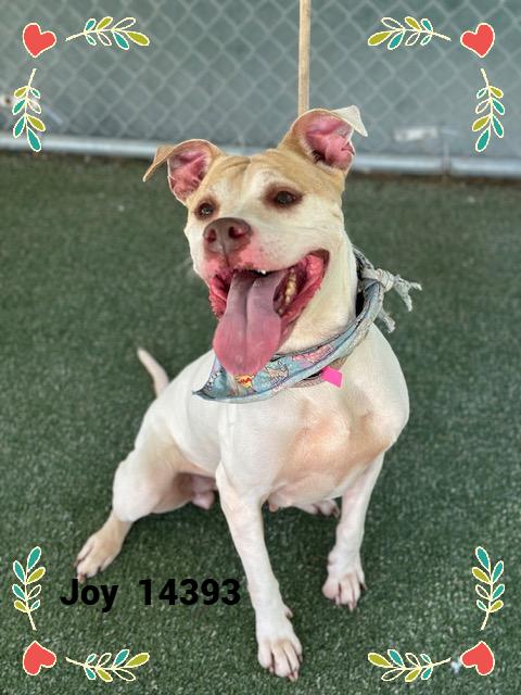 JOY, a Adoptable mixed breed in Marietta, GA image 4/4