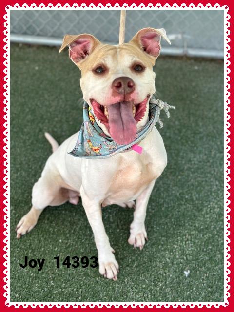 JOY, a Adoptable mixed breed in Marietta, GA image 1/4