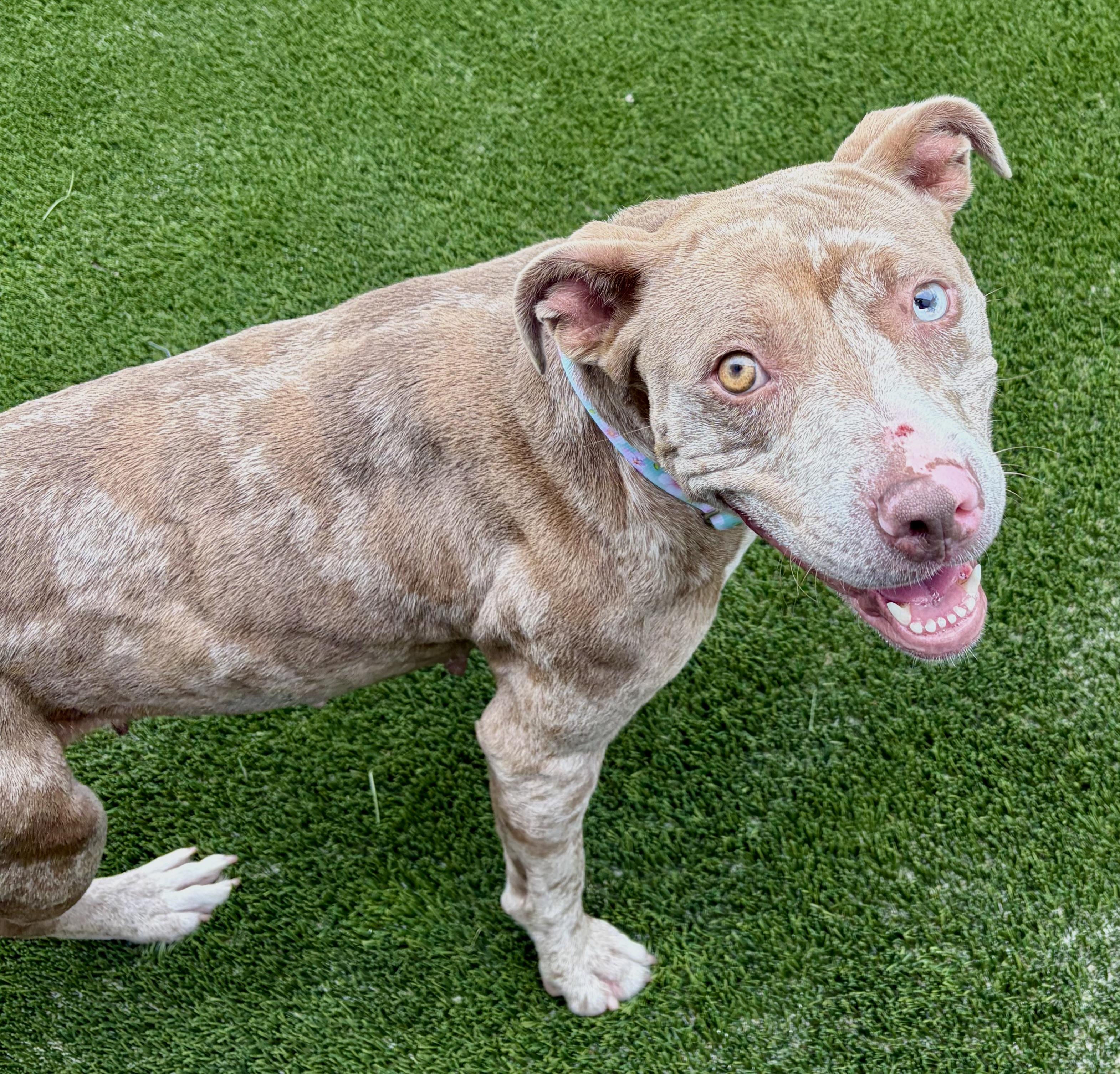 Sterling, an adopted Mixed Breed in McKeesport, PA image 1/6