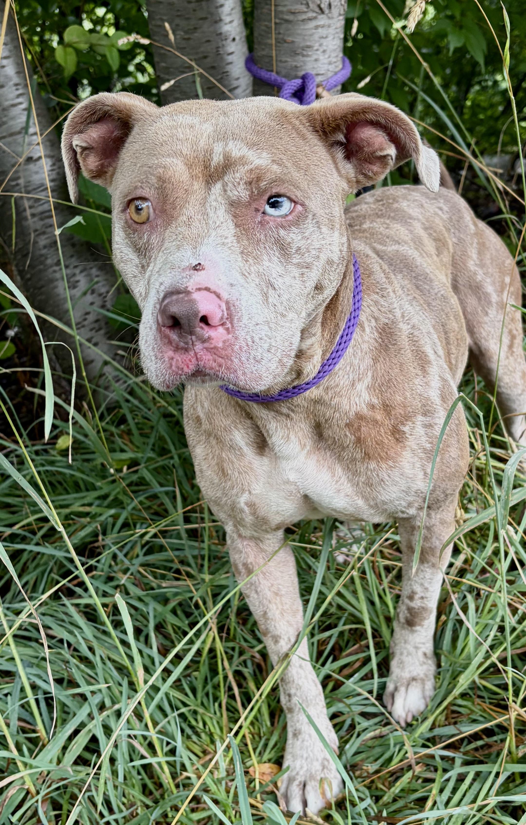 Sterling, an adopted Mixed Breed in McKeesport, PA image 2/6