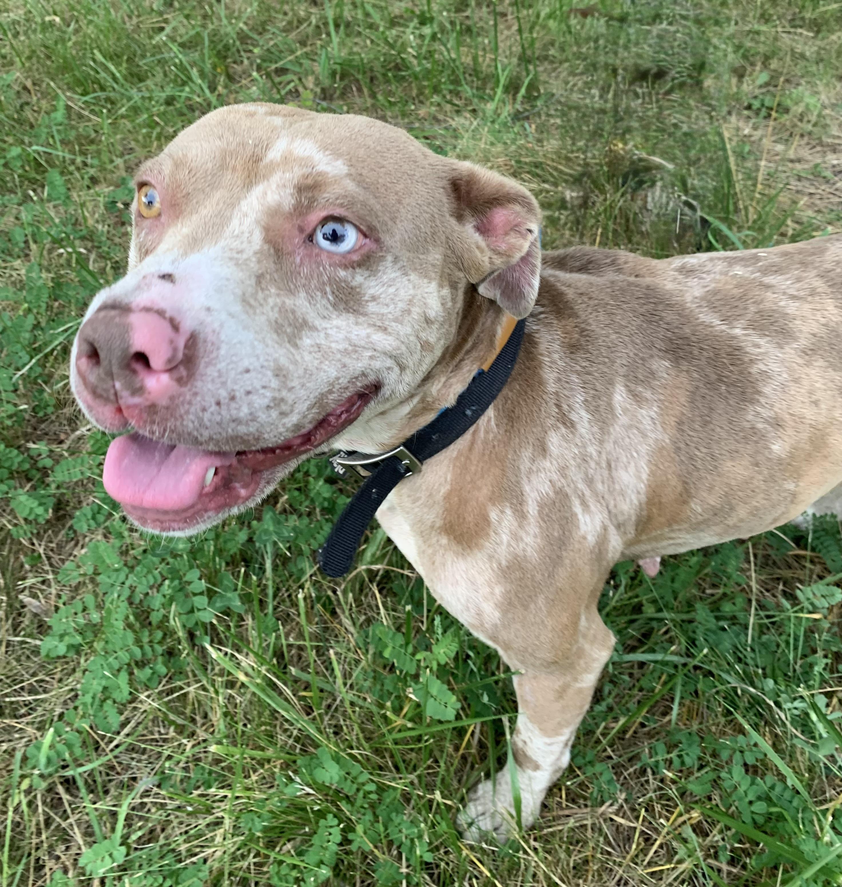 Sterling, an adopted Mixed Breed in McKeesport, PA image 6/6