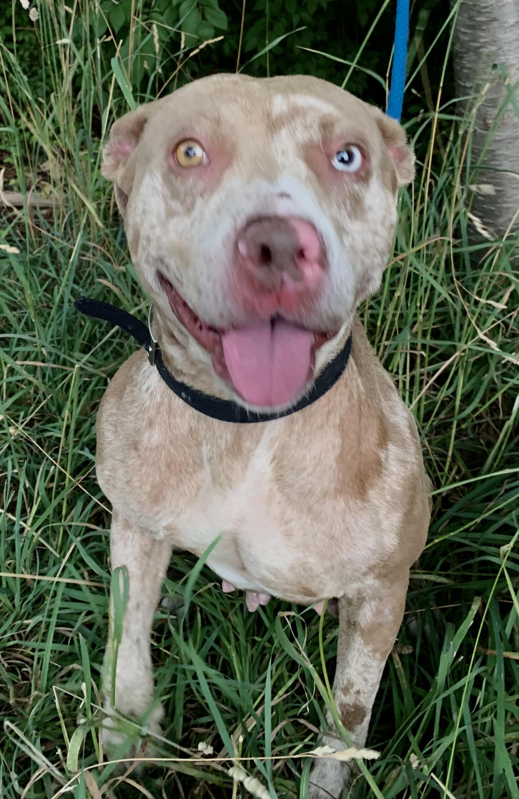 Sterling, an adopted Mixed Breed in McKeesport, PA image 4/6