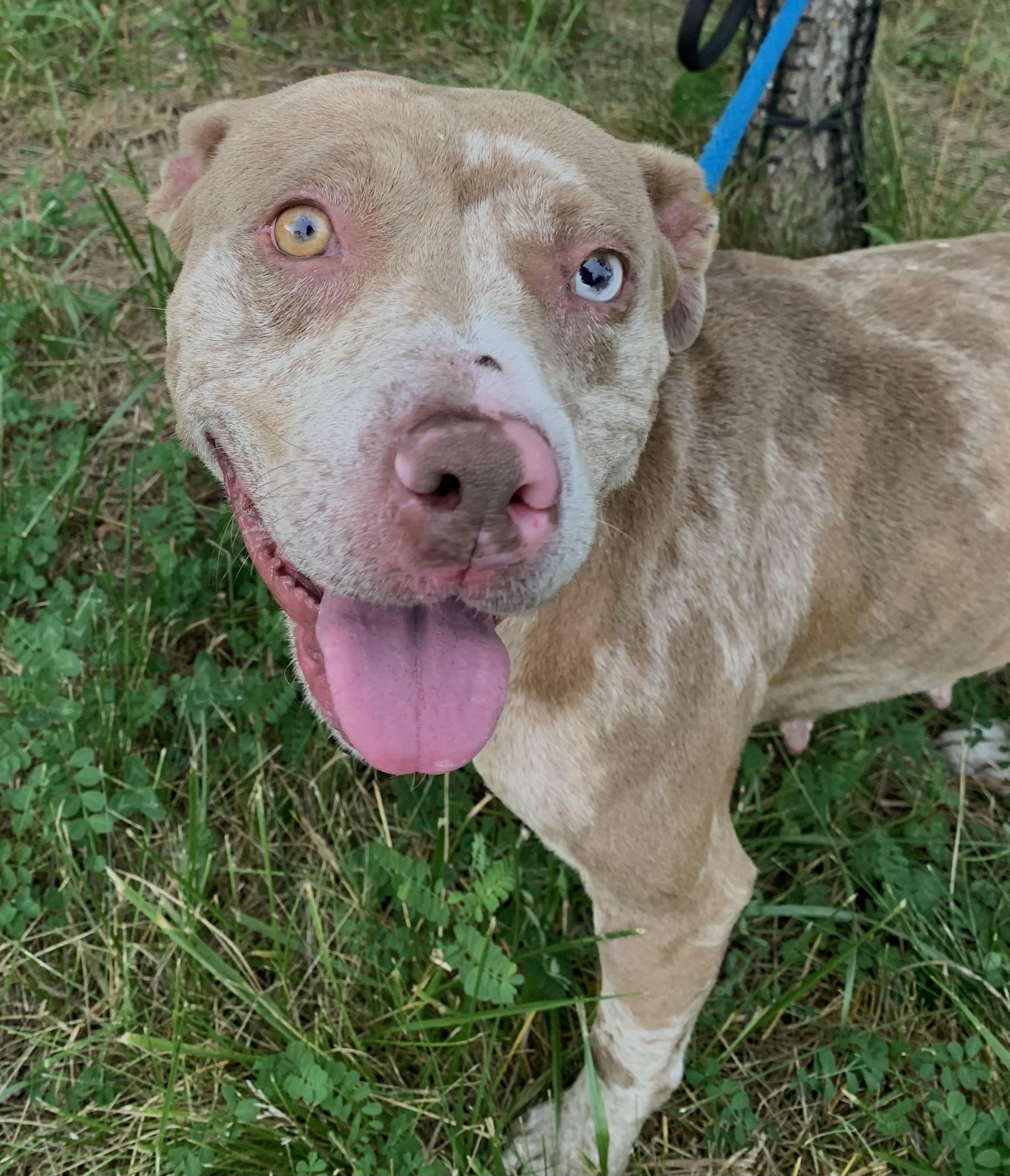 Sterling, an adopted Mixed Breed in McKeesport, PA image 5/6