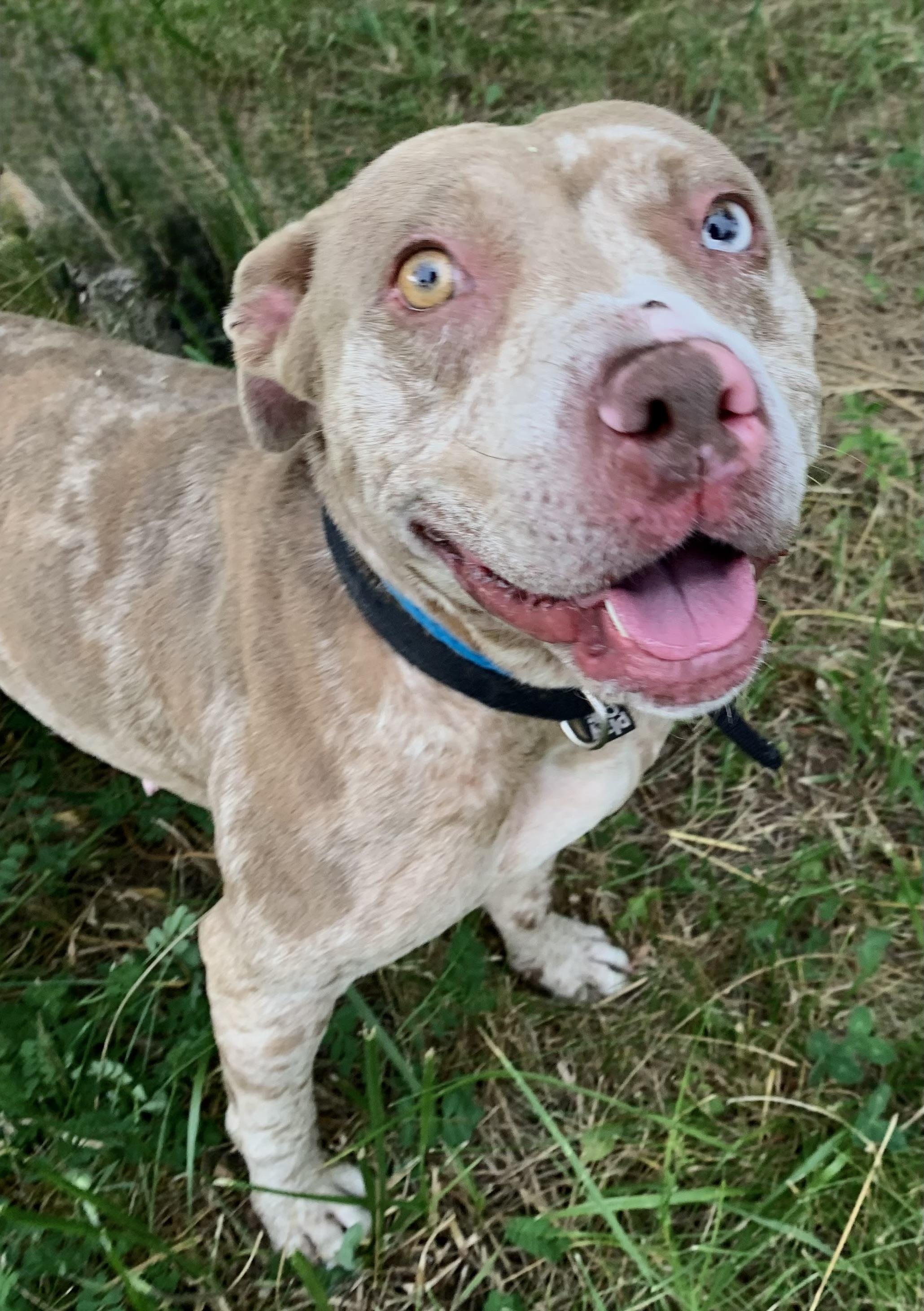 Sterling, an adopted Mixed Breed in McKeesport, PA image 3/6