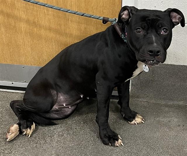 Enlarge PEARL, a Adoptable mixed breed in Upper Marlboro, MD image 1/1