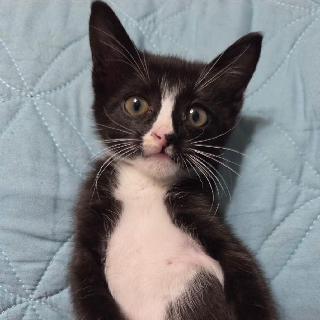 Rumi F-21676, Adoptable, Kitten Female Domestic Short Hair.