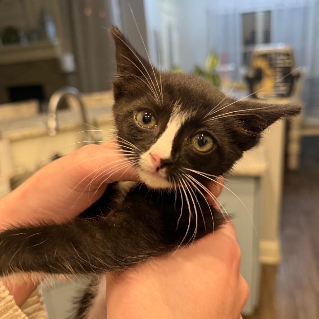 Rumi F-21676, Adoptable, Kitten Female Domestic Short Hair.
