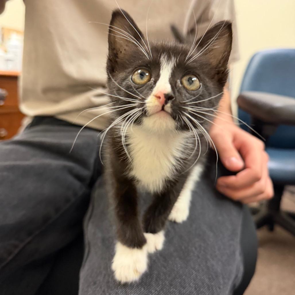 Rumi F-21676, a Adoptable Domestic Short Hair in Oklahoma City, OK image 2/3