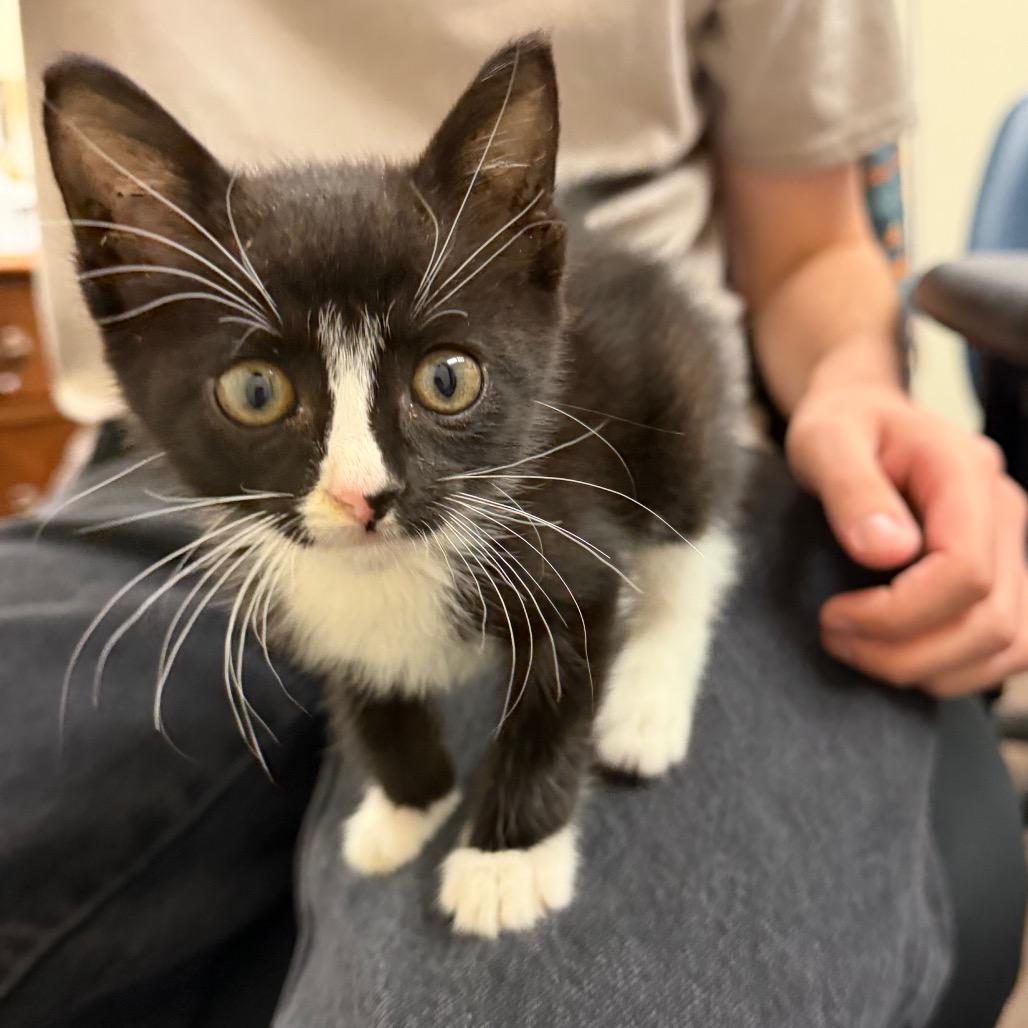 Rumi F-21676, a Adoptable Domestic Short Hair in Oklahoma City, OK image 3/3
