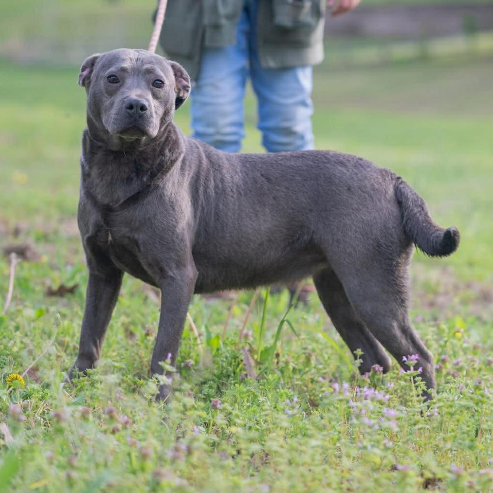 Enlarge Luna, a Adoptable mixed breed in Bartlett, TN image 2/3