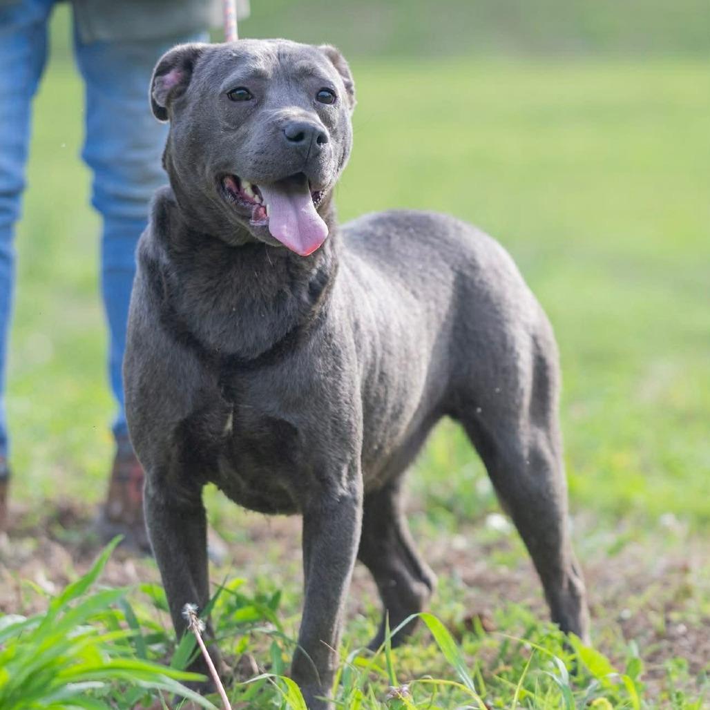 Enlarge Luna, a Adoptable mixed breed in Bartlett, TN image 3/3