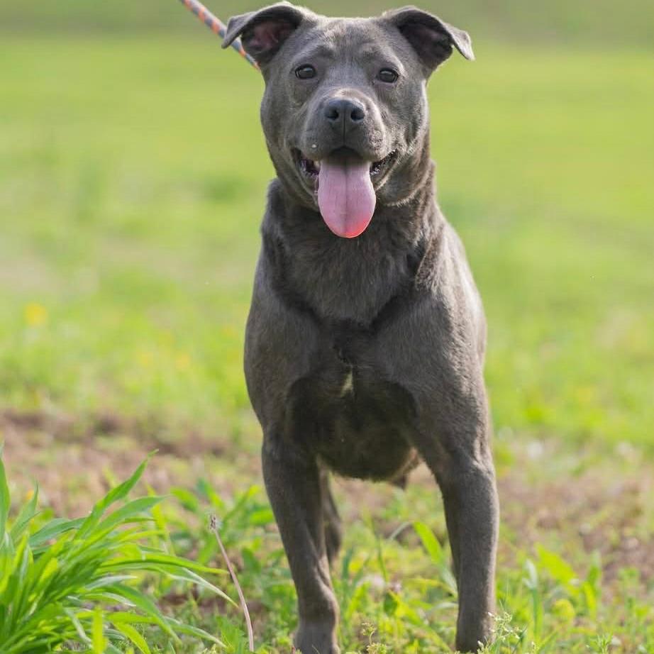 Luna, Adoptable, Adult Female Pit Bull Terrier & Mixed Breed.