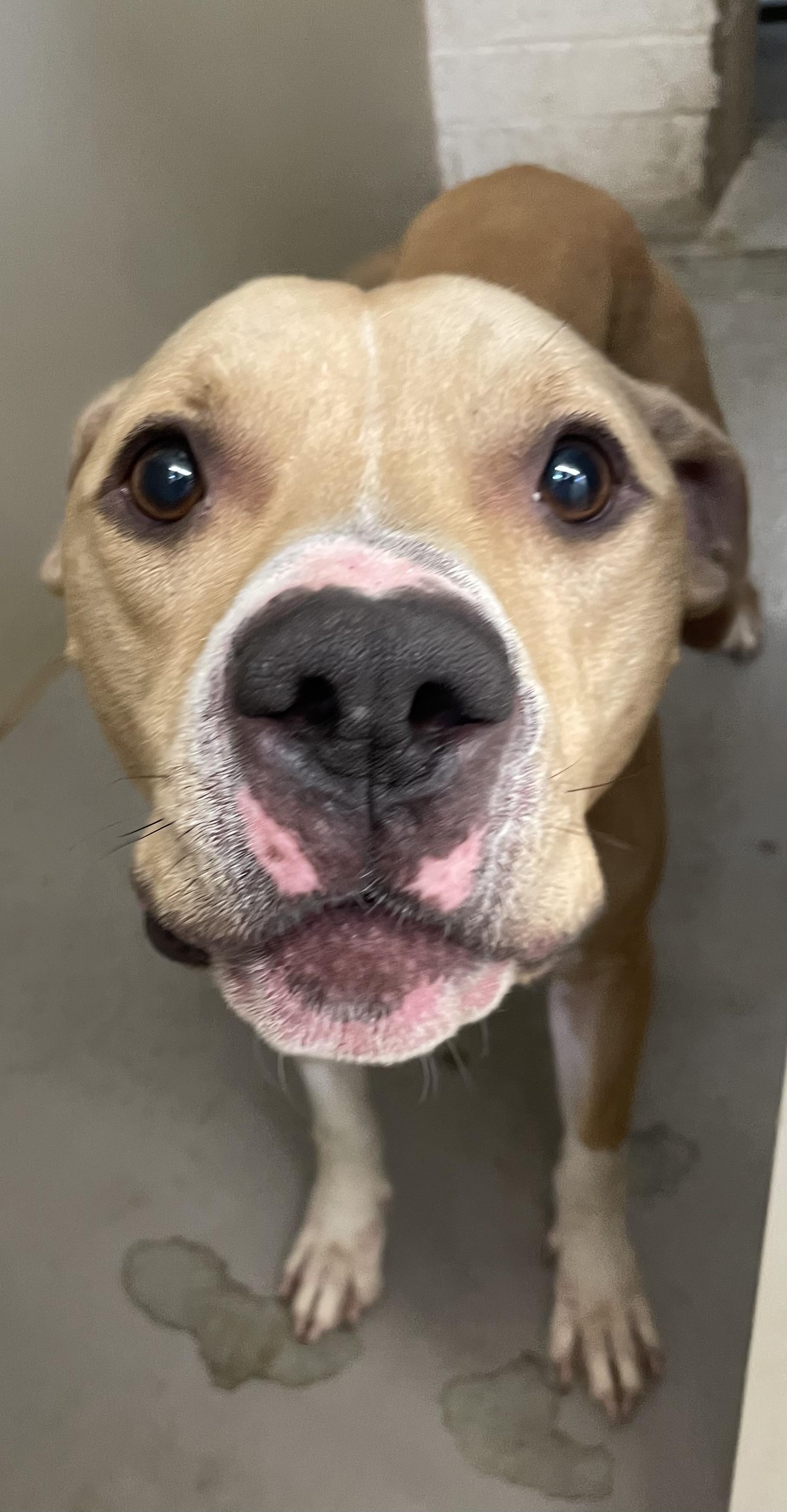 Flap Jack AVAILABLE, a ADOPTABLE Pit Bull Terrier in Canton, OH image 3/4