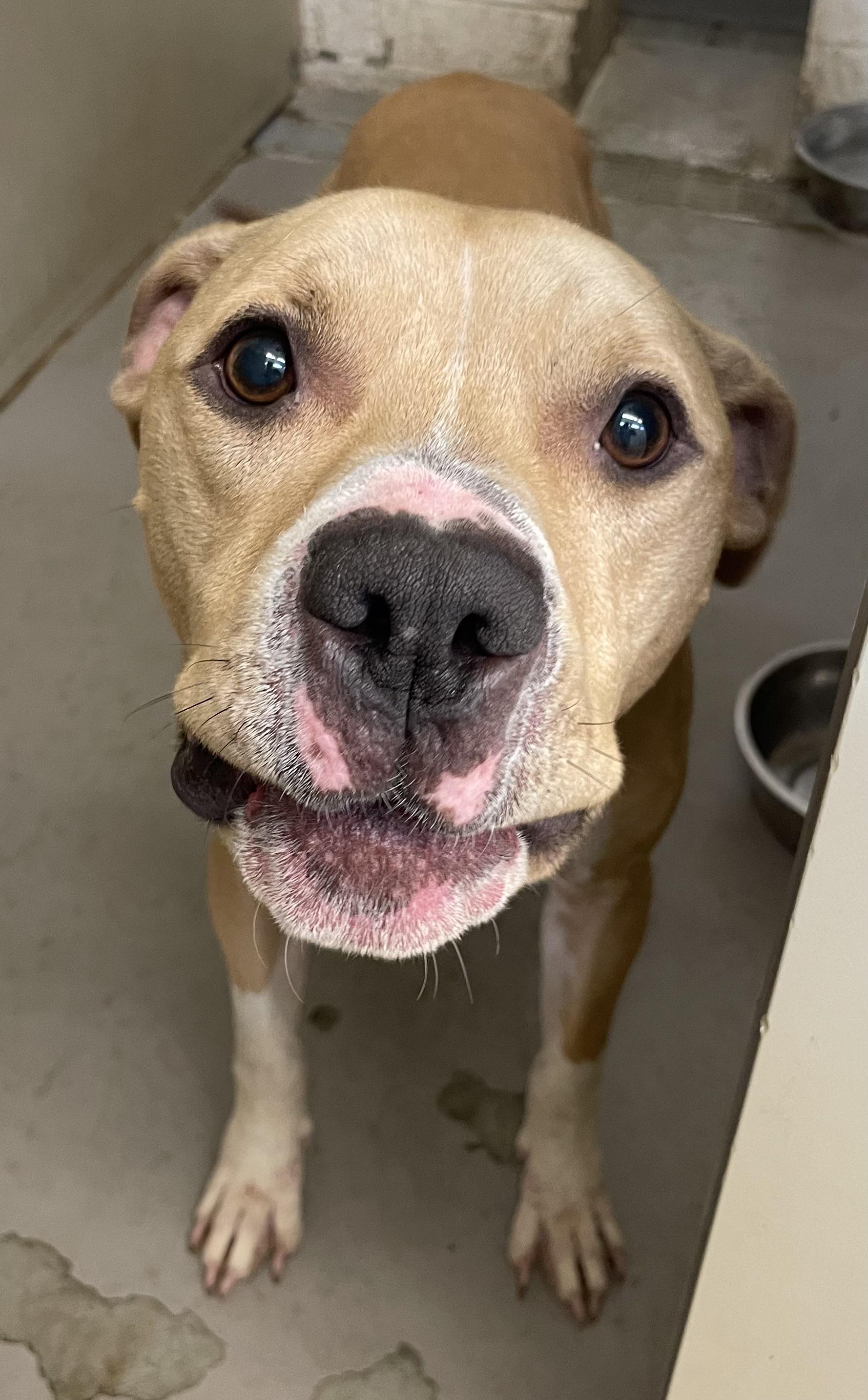 Flap Jack AVAILABLE, a ADOPTABLE Pit Bull Terrier in Canton, OH image 4/4